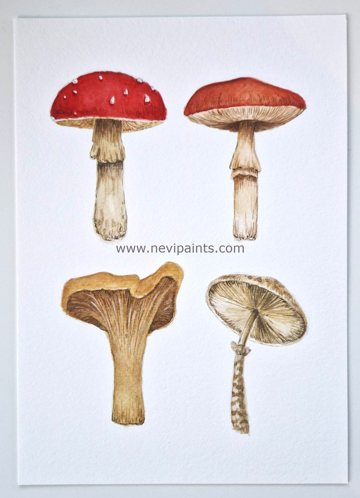 Mushrooms